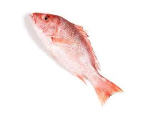 7040_REDSNAPPERWH.jpg