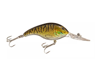9501_crnakbaitgoldentiger.jpg